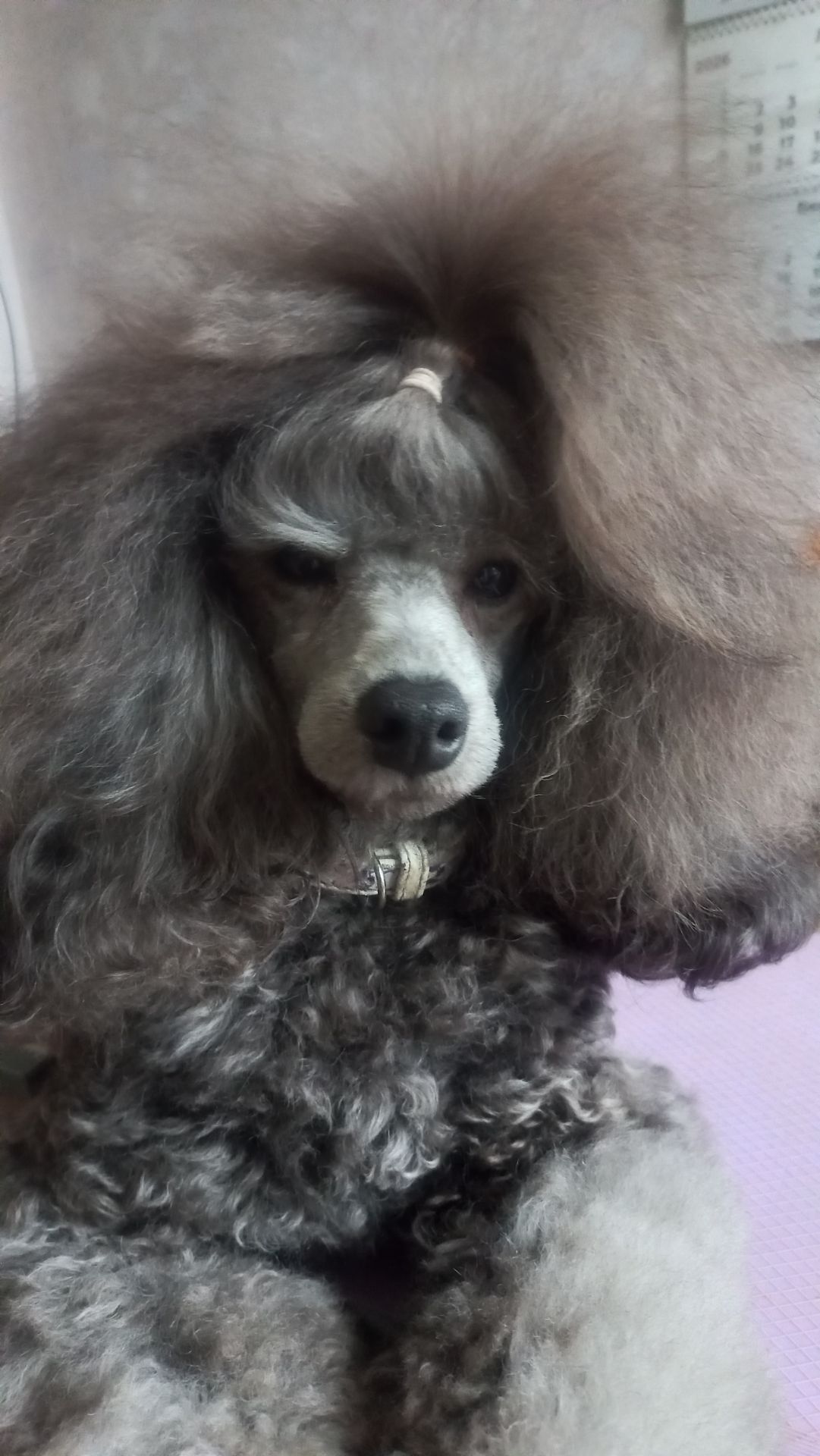 Пудель срібло кобель