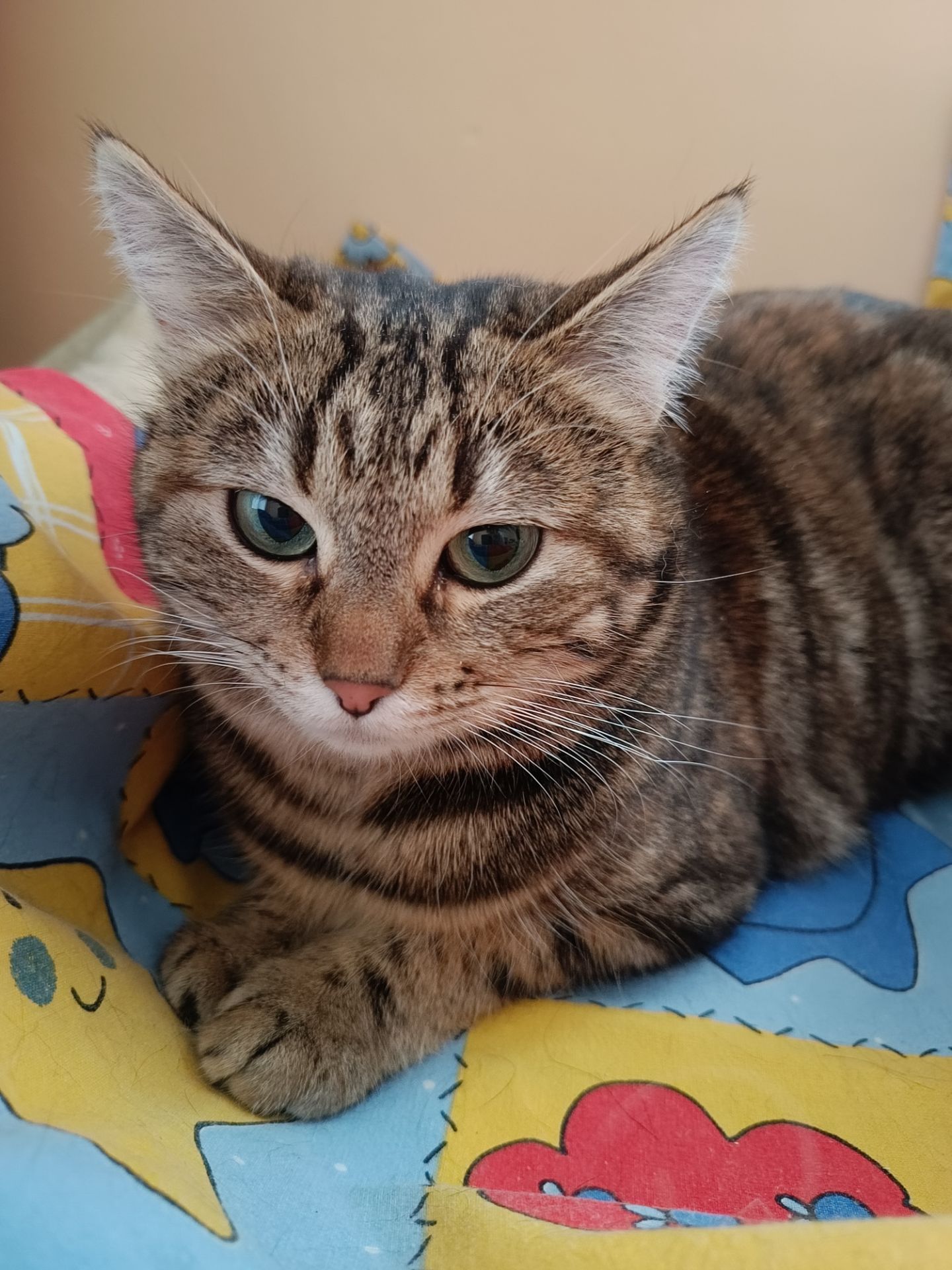 Маленька тендітна кішечка в пошуках родини