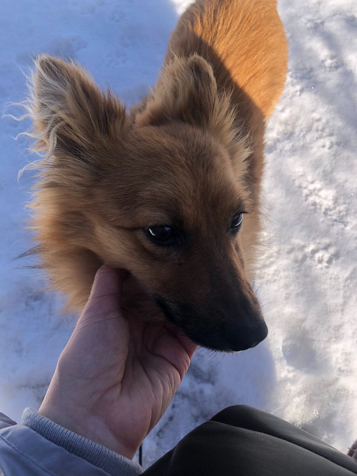 Майже шпіц 😉