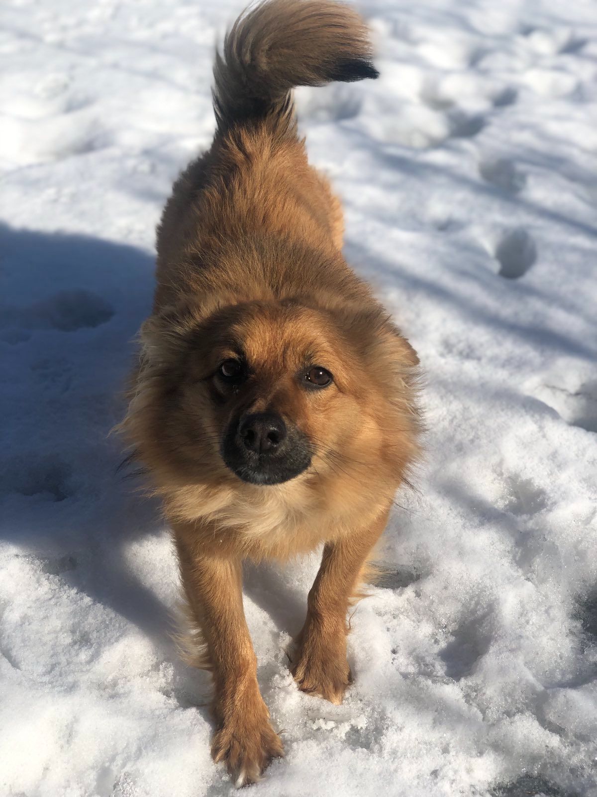 Майже шпіц 😉