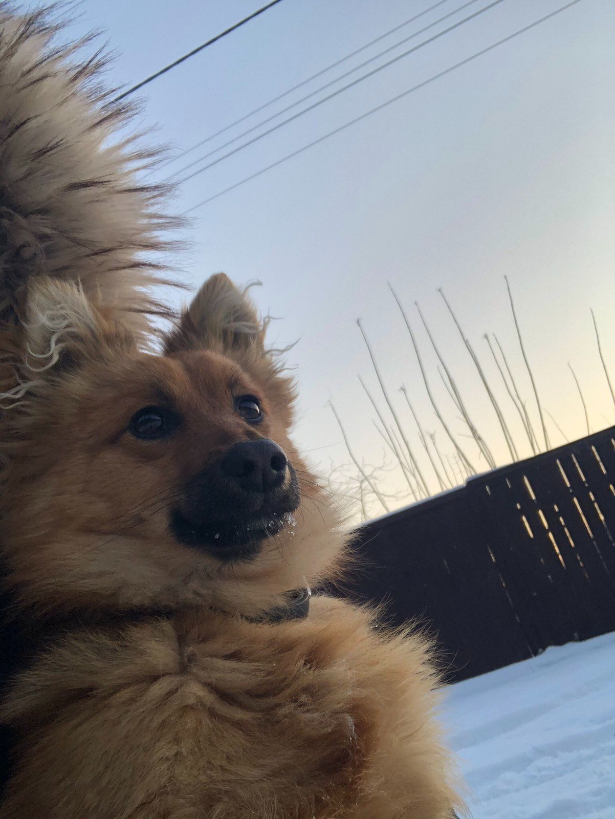 Майже шпіц 😉