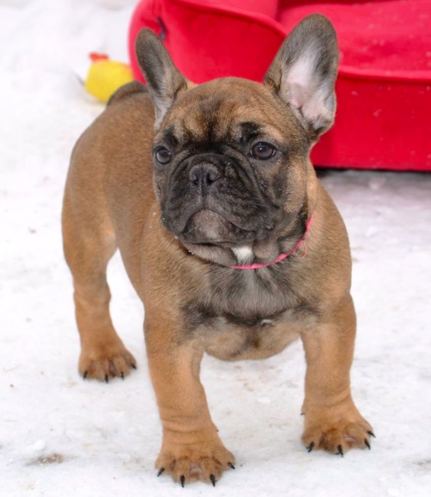 Цуценята французский бульдог родовід AKU
