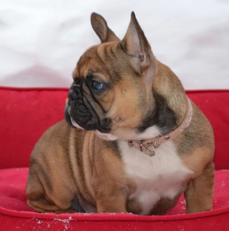 Цуценята французский бульдог родовід AKU