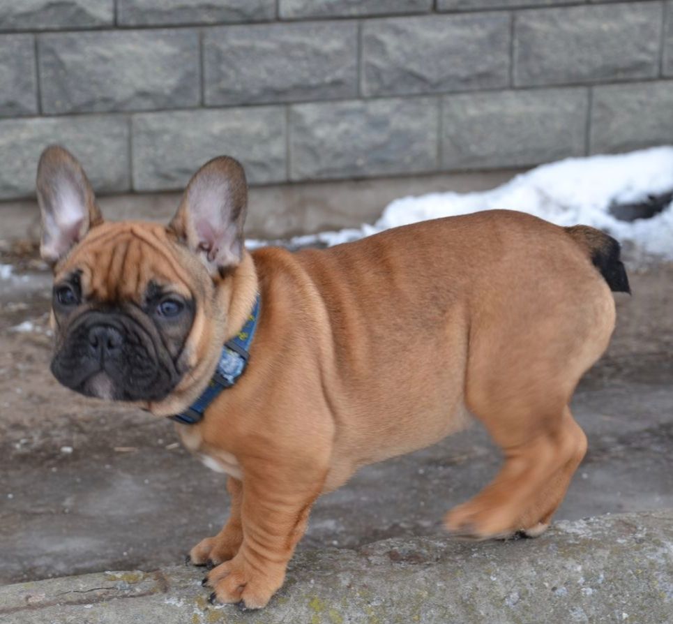 Цуценята французский бульдог родовід AKU