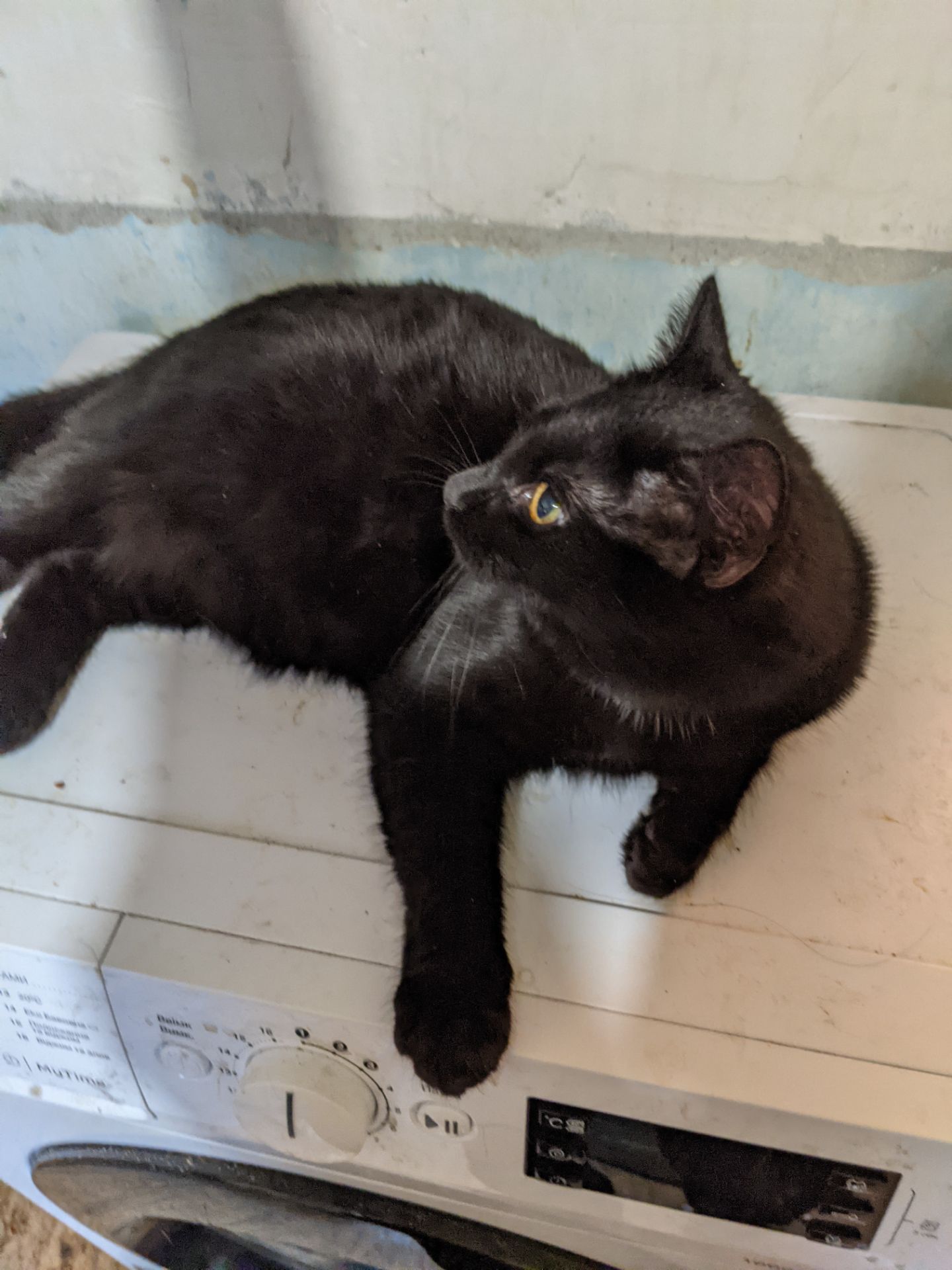 Шева 5 месяцев срочно ищу любящую семью