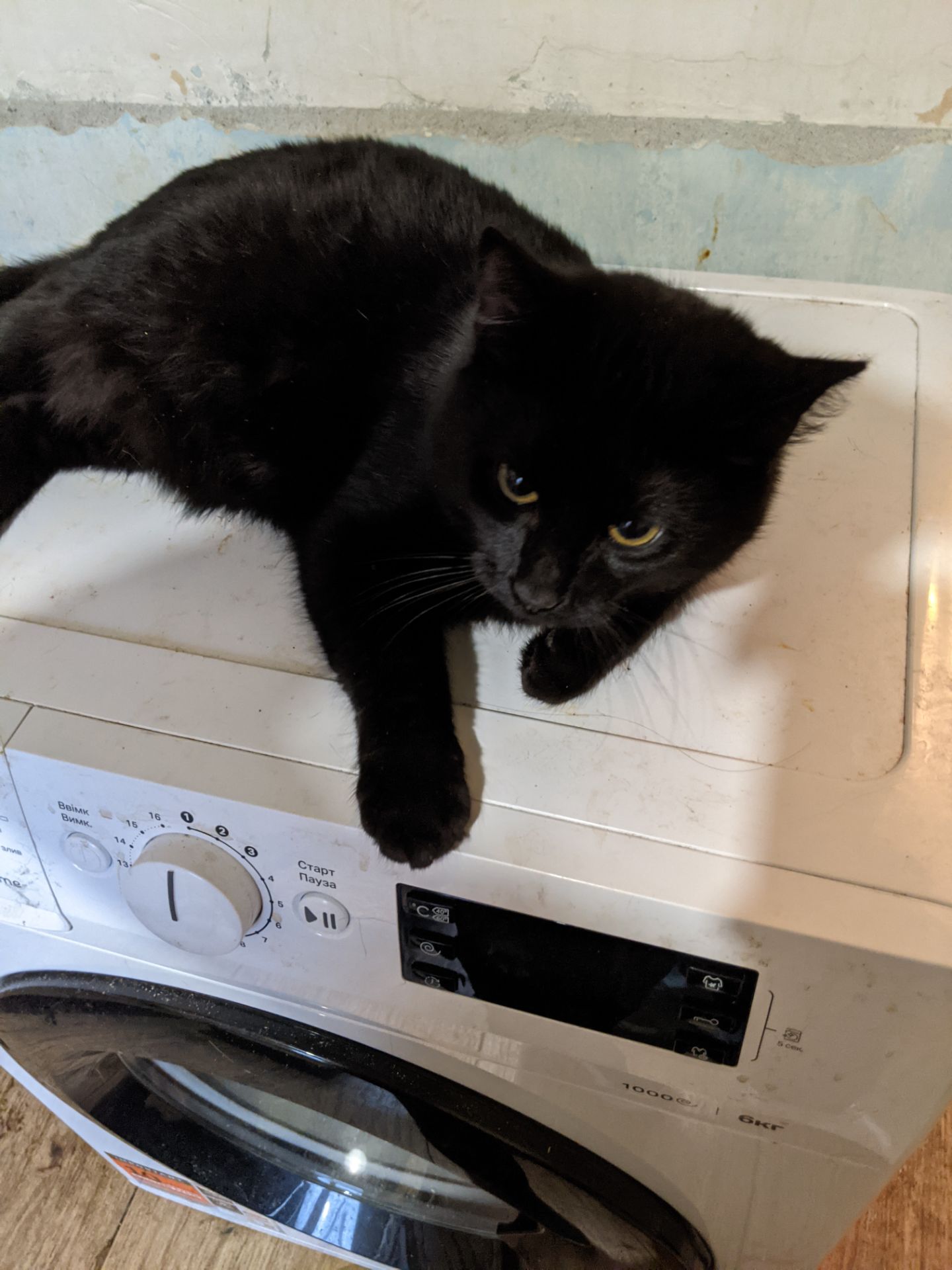 Шева 5 месяцев срочно ищу любящую семью