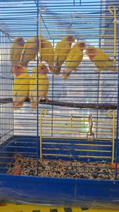 Нерозлучники