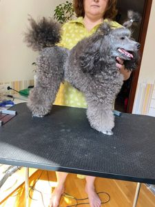 Пудель срібло кобель