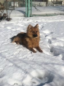 Майже шпіц 😉