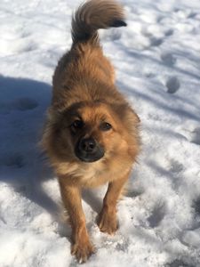 Майже шпіц 😉