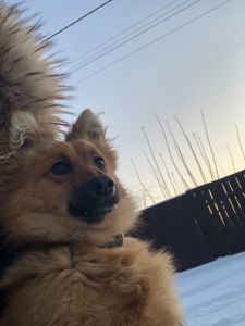 Майже шпіц 😉