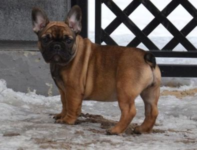 Цуценята французский бульдог родовід AKU