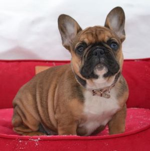 Цуценята французский бульдог родовід AKU