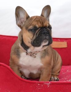 Цуценята французский бульдог родовід AKU