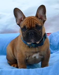 Цуценята французский бульдог родовід AKU