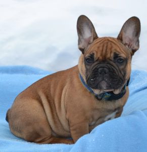 Цуценята французский бульдог родовід AKU