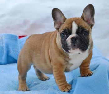 Цуценята французский бульдог родовід AKU