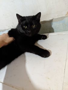 Шева 5 месяцев срочно ищу любящую семью