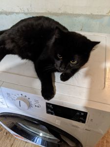 Шева 5 месяцев срочно ищу любящую семью