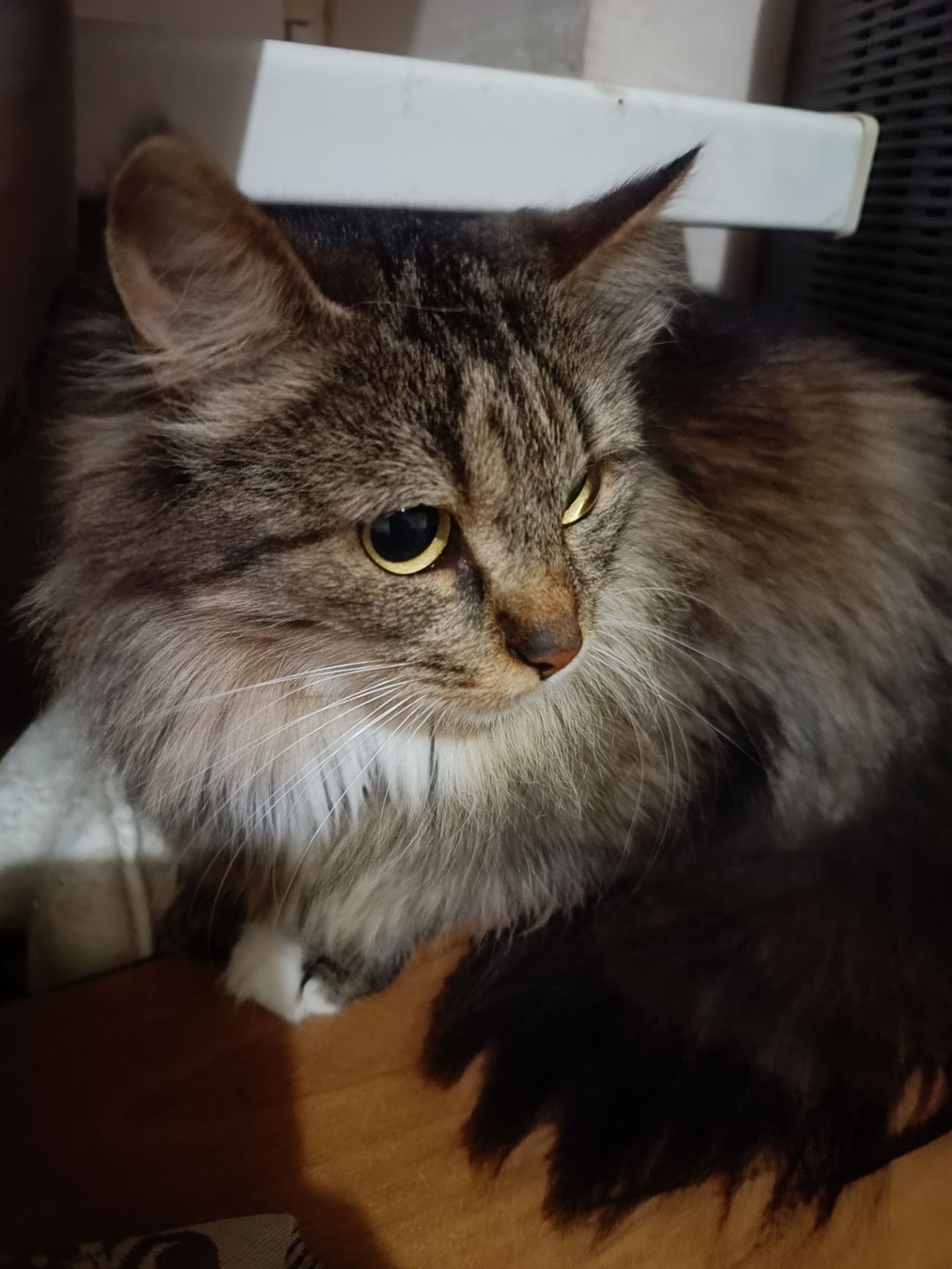 Не оминай красуню Соню🤩