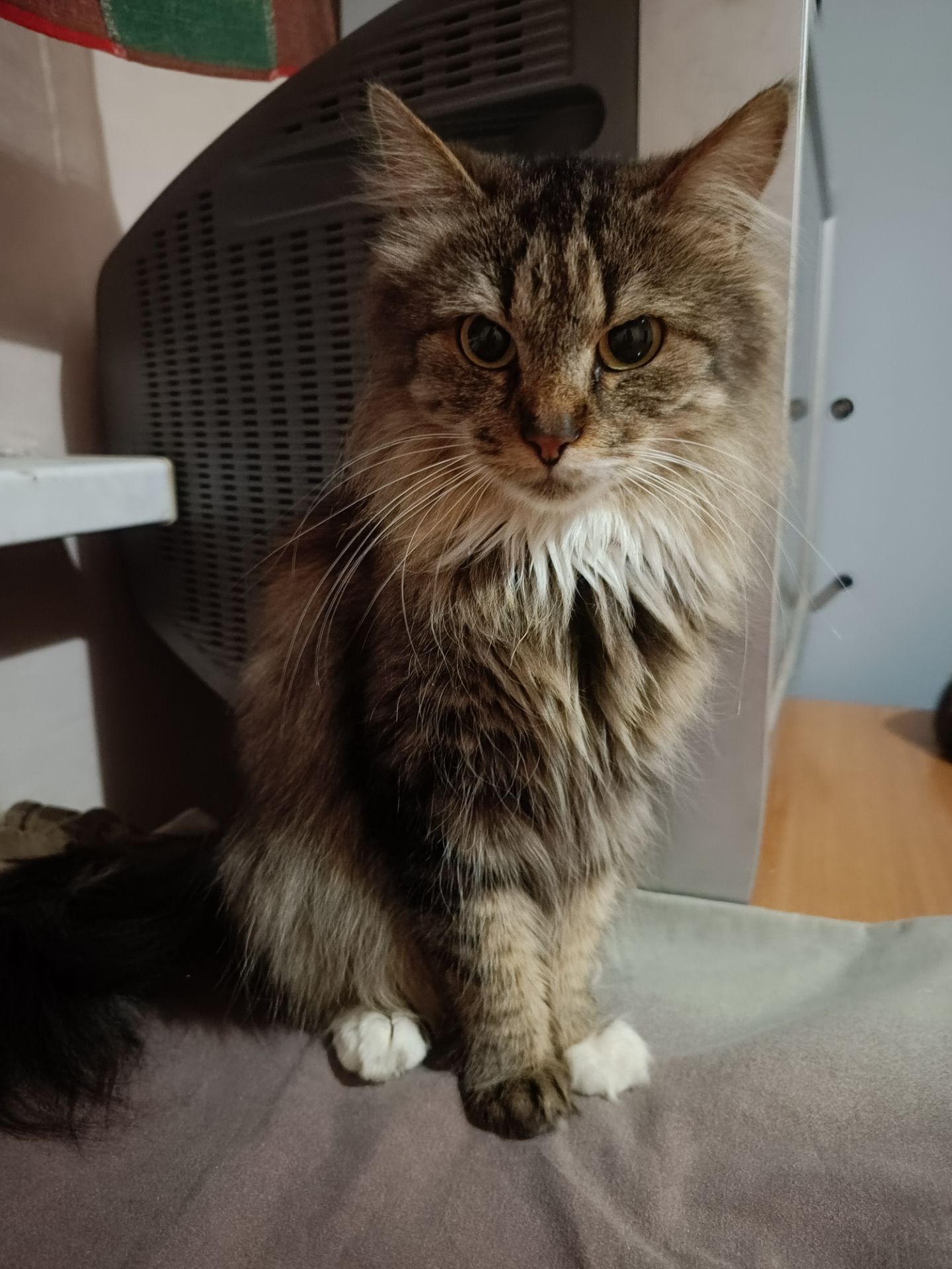 Не оминай красуню Соню🤩