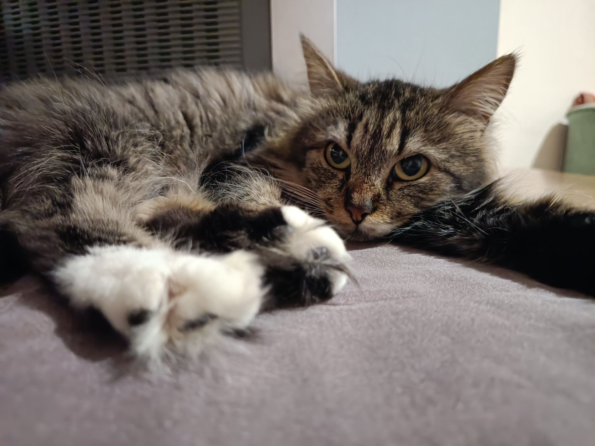 Не оминай красуню Соню🤩