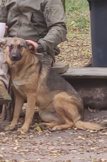 Німецька вівчарка з хаскі мікс