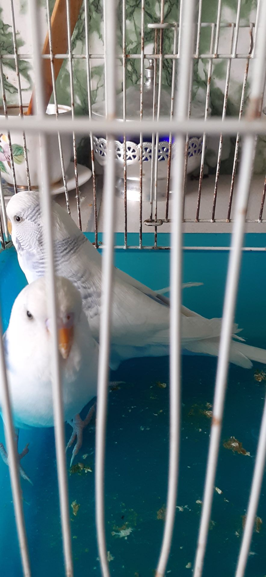 Продам два молоденьких хвилястих папугги