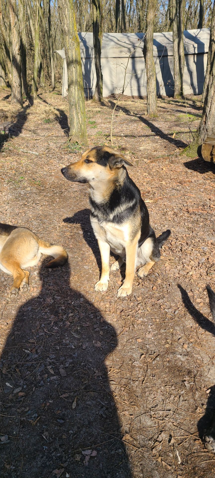 Німецька вівчарка з хаскі мікс