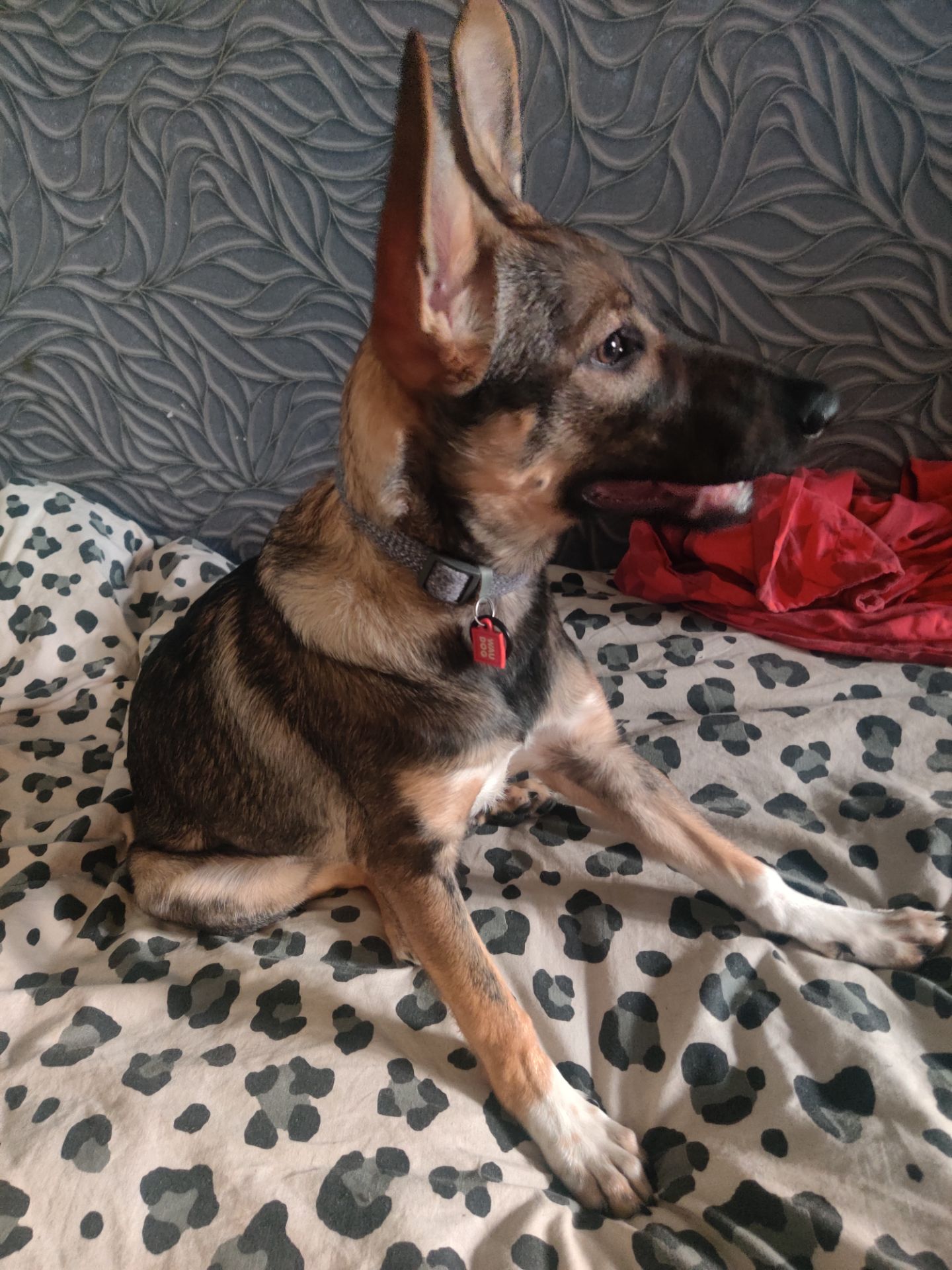 Срочно Щенок ЗСУ Леся 10 месяцев ищу любящую семью