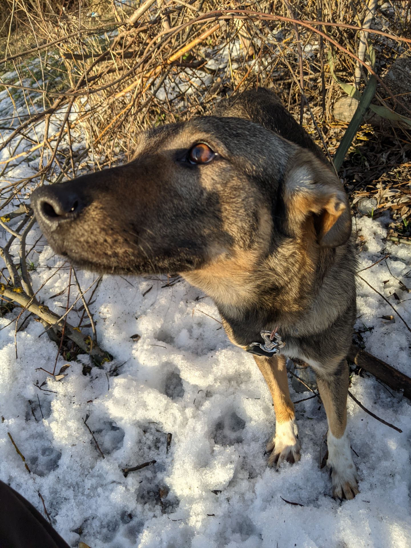 Срочно Щенок ЗСУ Леся 10 месяцев ищу любящую семью