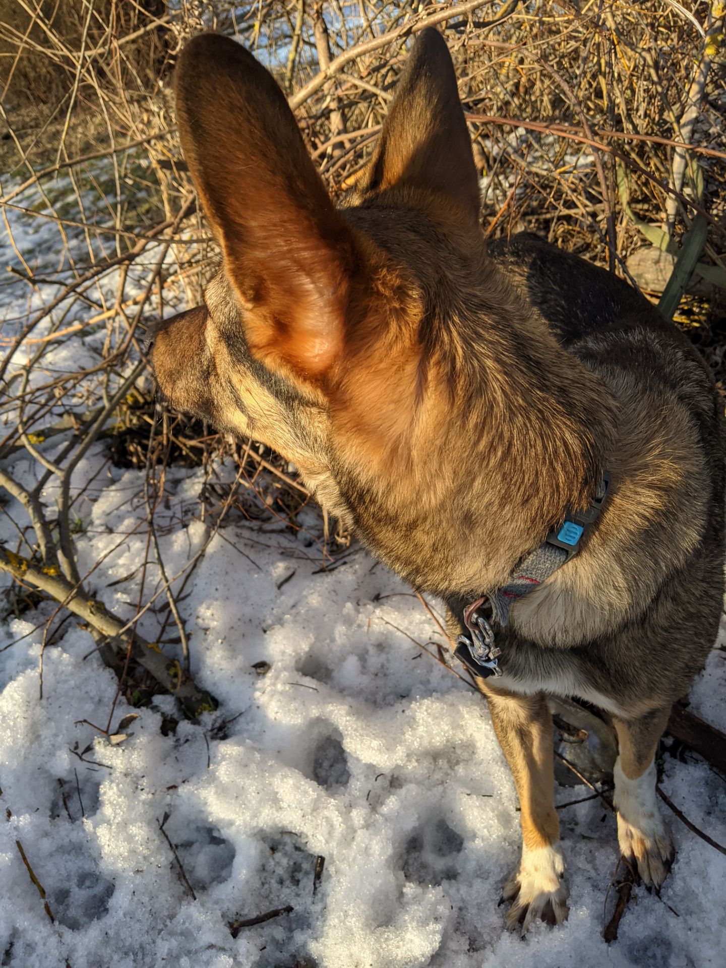 Срочно Щенок ЗСУ Леся 10 месяцев ищу любящую семью