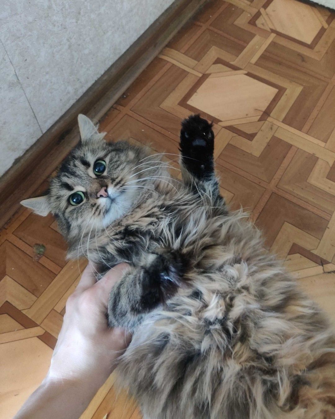 Кошка Кара ищу любящую семью срочно