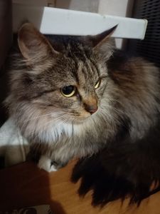 Не оминай красуню Соню🤩