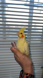 Карела-детеныш