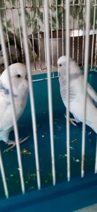 Продам два молоденьких хвилястих папугги