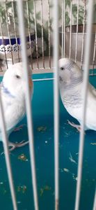 Продам два молоденьких хвилястих папугги