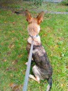 Срочно Щенок ЗСУ Леся 10 месяцев ищу любящую семью