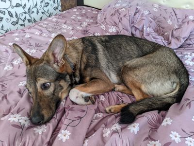 Срочно Щенок ЗСУ Леся 10 месяцев ищу любящую семью