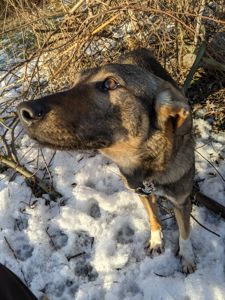 Срочно Щенок ЗСУ Леся 10 месяцев ищу любящую семью