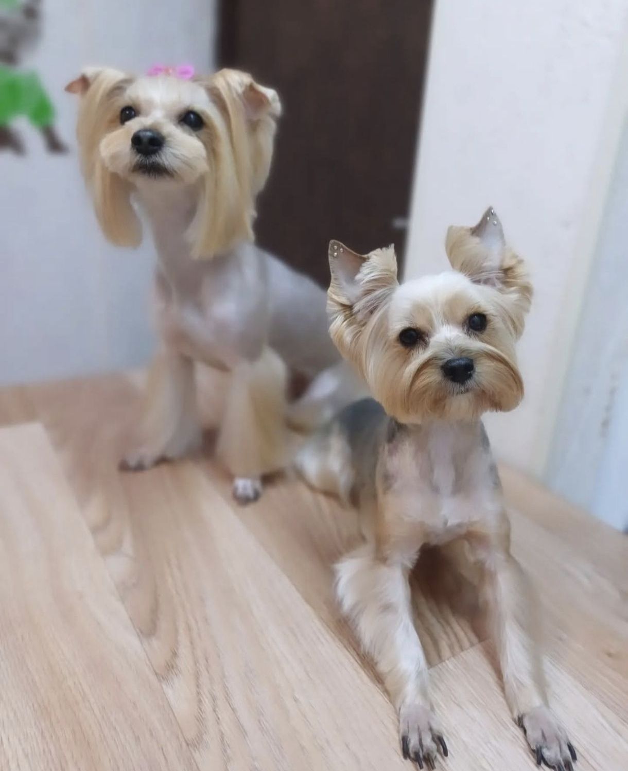 Йорік дівчинка остання