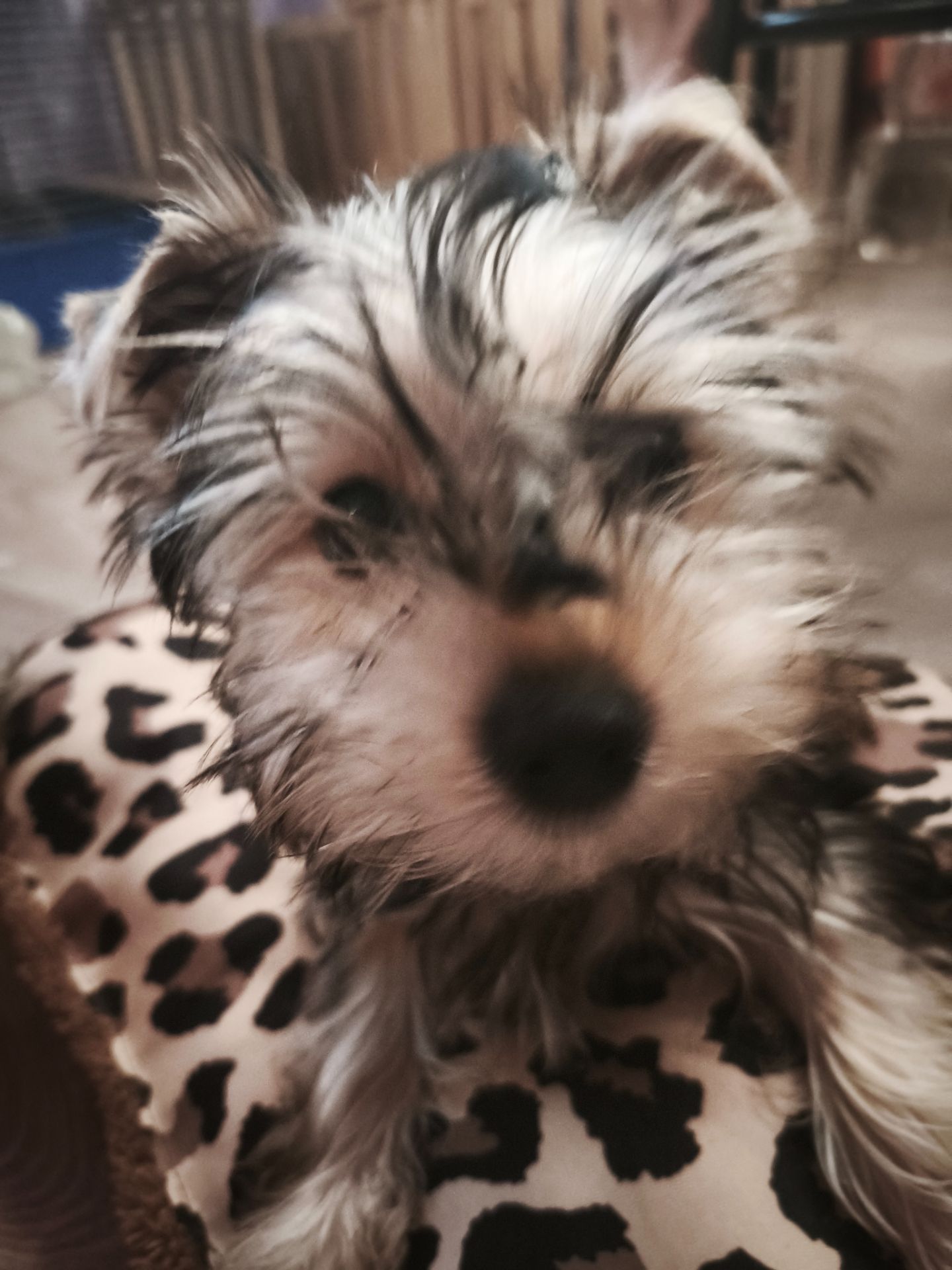 Йорік дівчинка остання