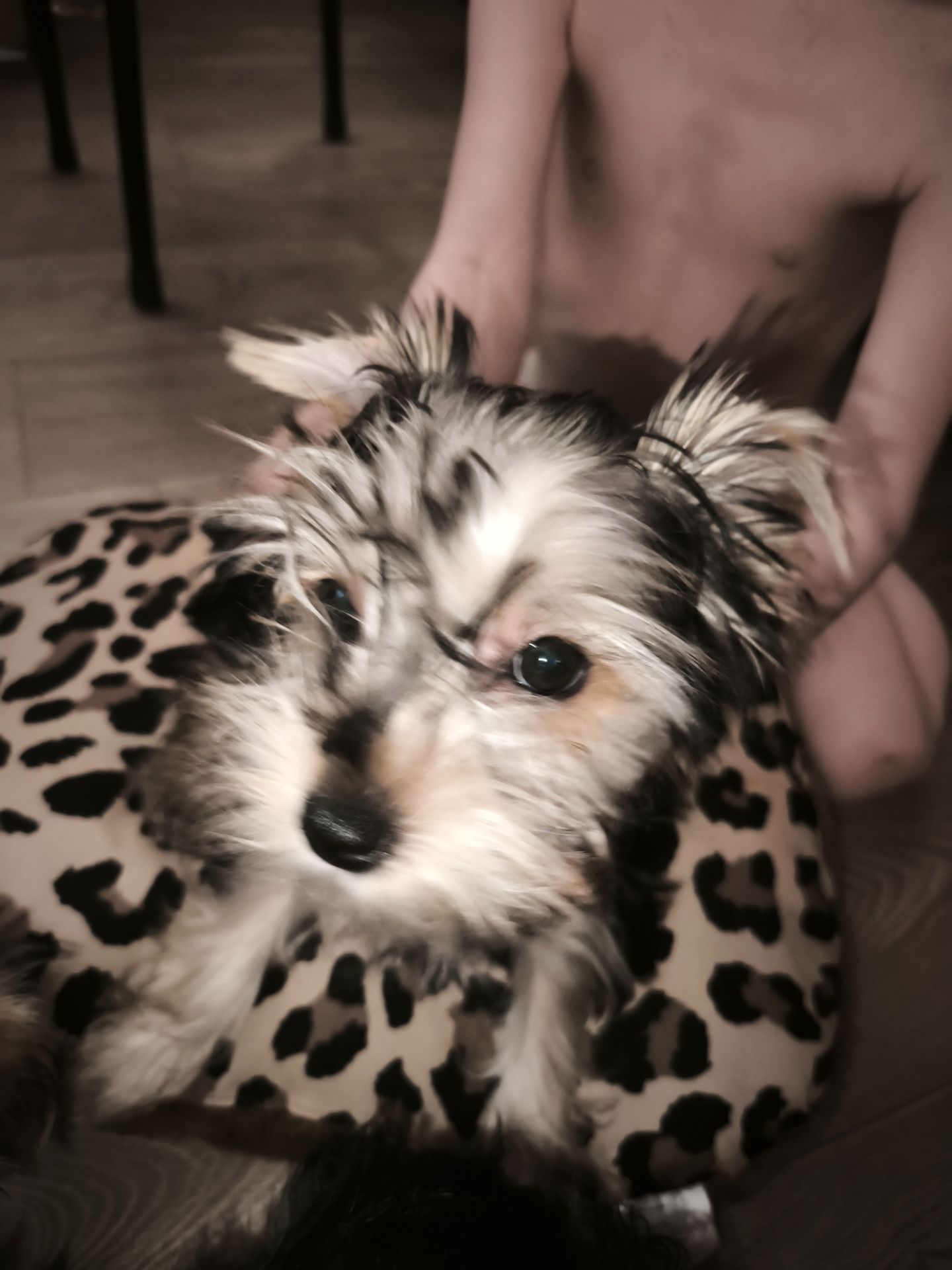 Йорік дівчинка остання