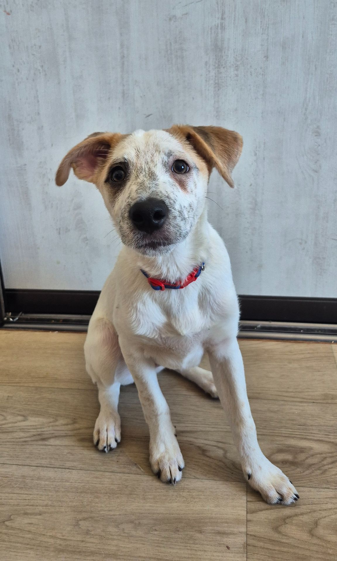 Цуценя метис Джека Рассела, хлопчик