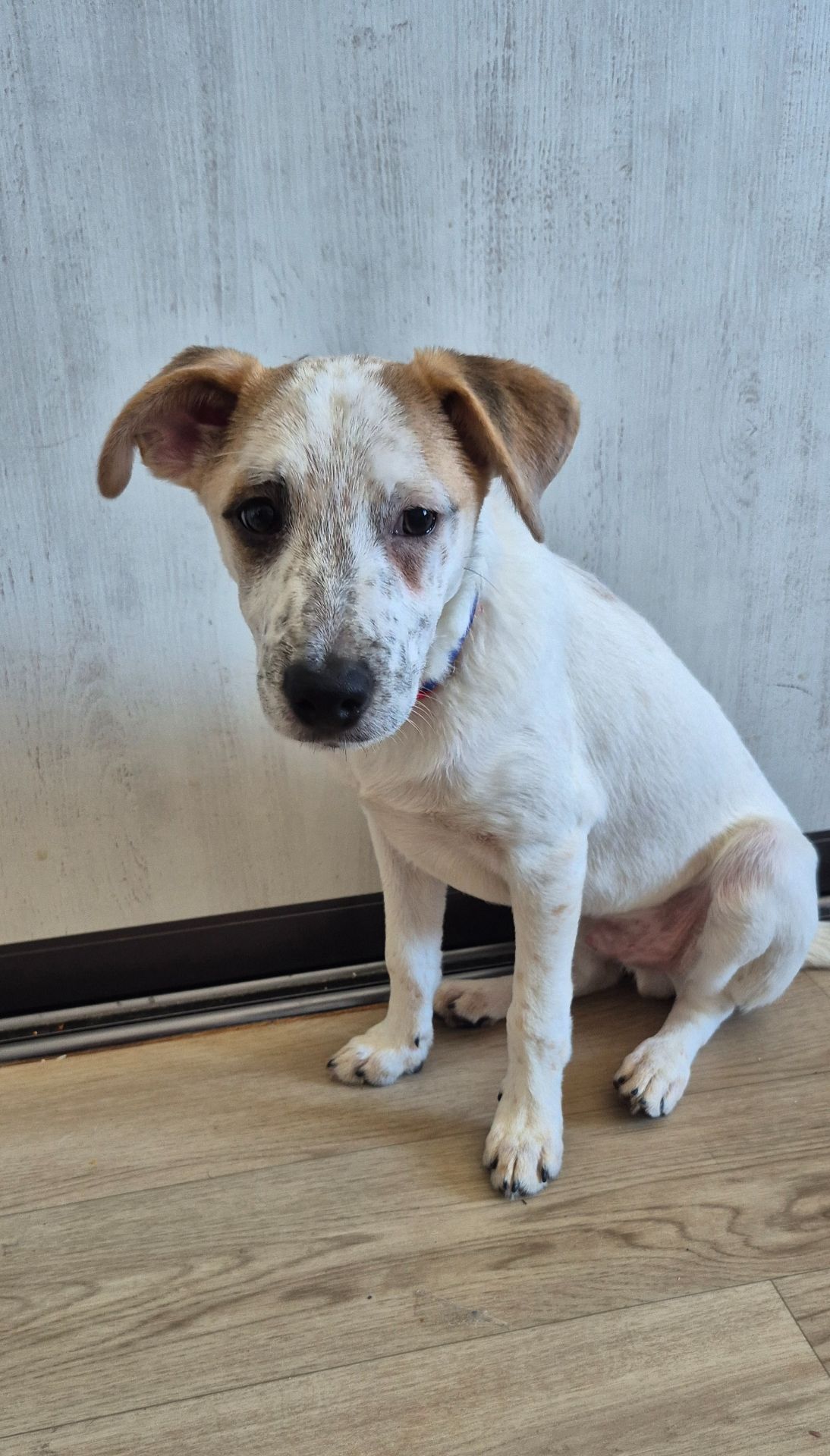 Цуценя метис Джека Рассела, хлопчик