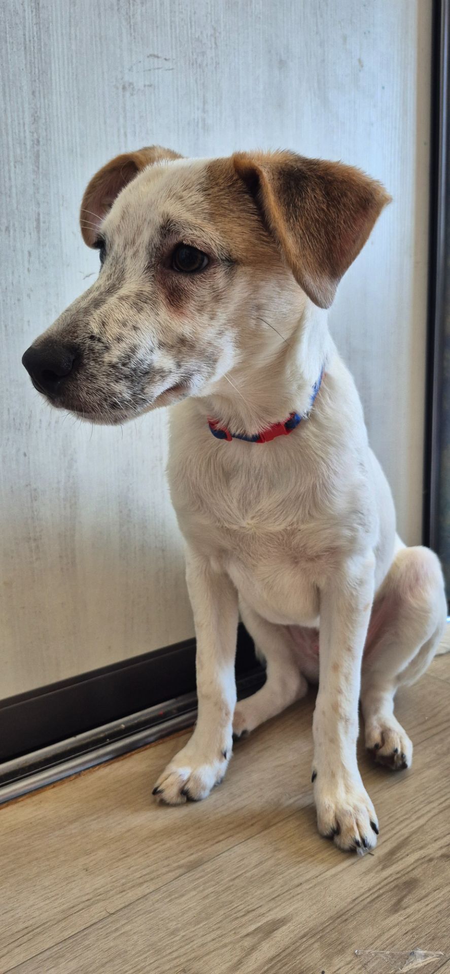 Цуценя метис Джека Рассела, хлопчик