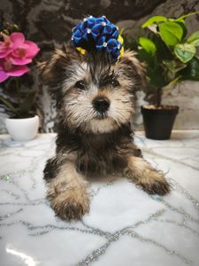 Йорік дівчинка остання