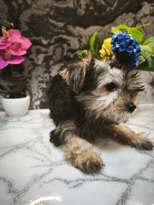 Йорік дівчинка остання