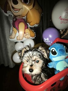 Йорік дівчинка остання