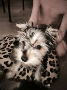 Йорік дівчинка остання